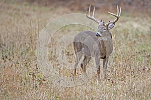 A large White Tailed Deer in an open field in Cades Cove.