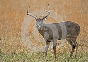 A large White Tailed Deer in an open field in Cades Cove.