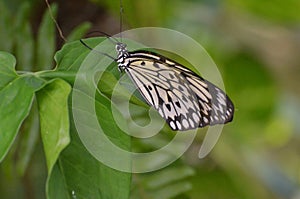 Large White Tree Nymph Butterfly on Green Foliage