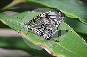 Large White Tree Nymph Butterfly Sitting on a Green Leaf