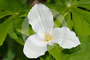 Large White Trillium - Trillium grandiflorum