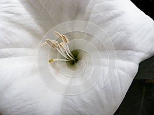 Large White Trumpet flower in the style of Georgia O`Keefe