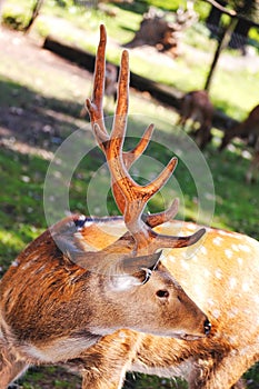 Large whitetail buck