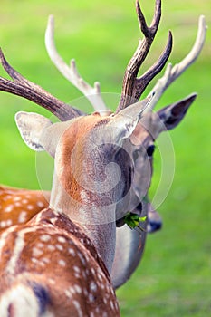 Large whitetail buck