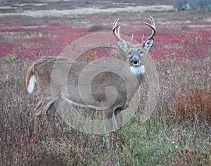 Large whitetail buck in a colorful fall meadow