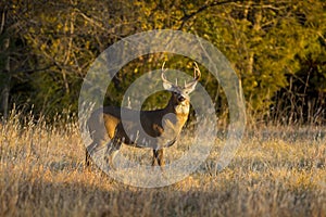 This large Kansas Whitetail Buck was searching for doe`s along a tree line in late Autumn.