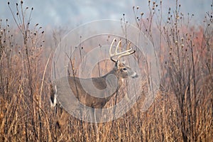 Large whitetailed deer buck