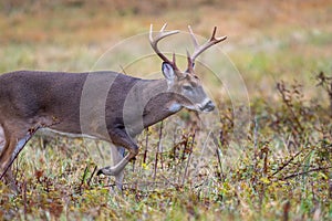 Large whitetailed deer buck