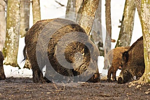 Large wild boar in the woods