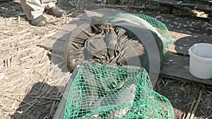 Large wild carps on green net in bucket. Close up of men`s leisure and hobby. Fishing.