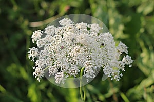 Large Wild carrot or Daucus carota herbaceous plant with open blooming white flower head full of dense small flowers