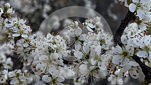 large wild cherry flowers, petals, pistils, stamens photo