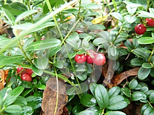 Large wild cranberries