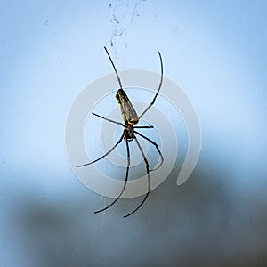 Large wild giant wood spider on its web macro