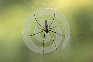 Large wild giant wood spider on its web macro