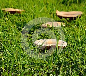 Large wild mushrooms among grasses