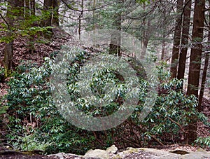 A large wild rhododendron bush in a Laurel highlands forest.