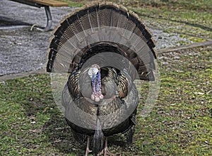 Large wild turkey strolls around the campground in Cades cove.