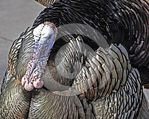 Large wild turkey strolls around the campground in Cades cove.