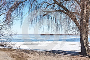 Large willow on bank of frozen river