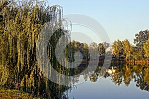 A deciduous tree on the shore of a lake on a sunny day