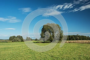 A large willow tree on a green meadow, forest and white clouds on a sky