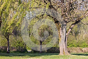 Large willow tree growing in the middle of a park