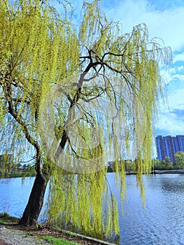 A large willow tree stands by the lake. Green young willow branches near the water.