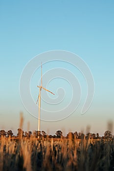 Large windmills in a wheat field during sunset