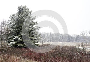 Large winter pine tree covered in snow to the left of a red and