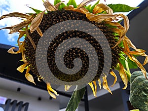 A large withered sunflower