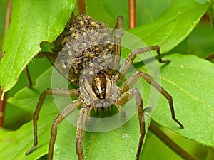 Large Wolf Spider With Spiderlings 1