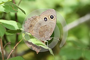 Large Wood Nymph Butterfly