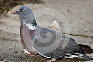 A large wood pigeon feeding on the ground