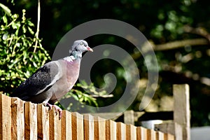 A large wood pigeon on the fence