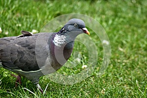 A large wood pigeon on the ground