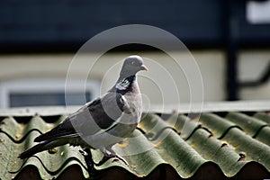 A large wood pigeon on a roof