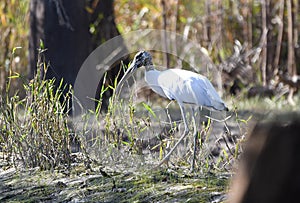 Large Wood Stork along The Sill in the Okefenokee Swamp National Wildlife Refuge, Georgia, USA