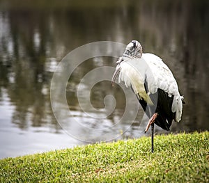 Large Wood Stork Bird, Resting on the Side of a Tropical Pond