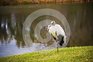 Large Wood Stork Bird, Resting on the Side of a Tropical Pond
