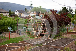 A large, wooden A-Frame trellis sits on top of a raised garden bed