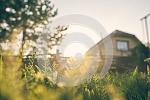 A large wooden lonely house through the green grass on the background of a summer evening landscape. Country life and