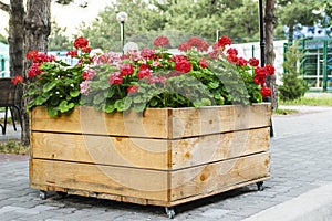 Large wooden pot with Red geranium flower in outdoor photo