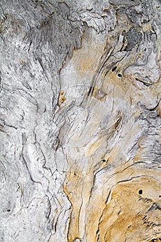 A large wooden trunk carved from the sea and from time hides imaginative shapes in the texture of its natural veins