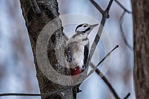 Large woodpecker