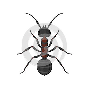 Large worker ant top view. Vector illustration isolated on white background