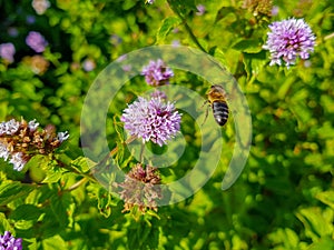 a large working bee collects nectar from field mint flowers