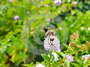 a large working bee collects nectar from field mint flowers