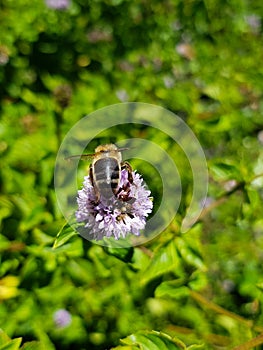 a large working bee collects nectar from field mint flowers