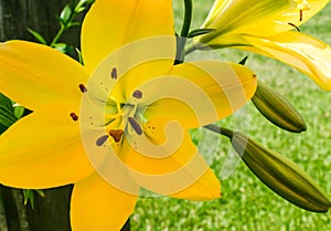 Large yellow asiatic lily bloom